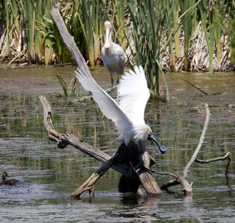 IMAGE: http://img.photobucket.com/albums/v651/cookie99/IMG_74671024x768.jpg