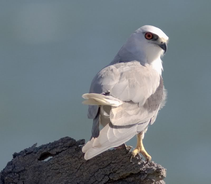 IMAGE: http://img.photobucket.com/albums/v651/cookie99/IMG_9252cr1024x768.jpg