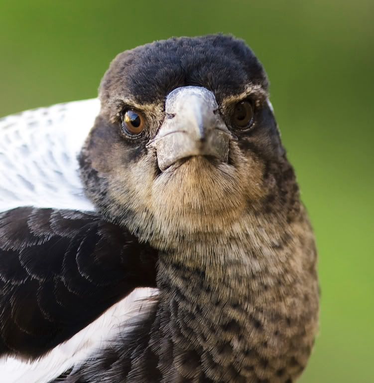 IMAGE: http://img.photobucket.com/albums/v651/cookie99/MadMaggie1024x768.jpg