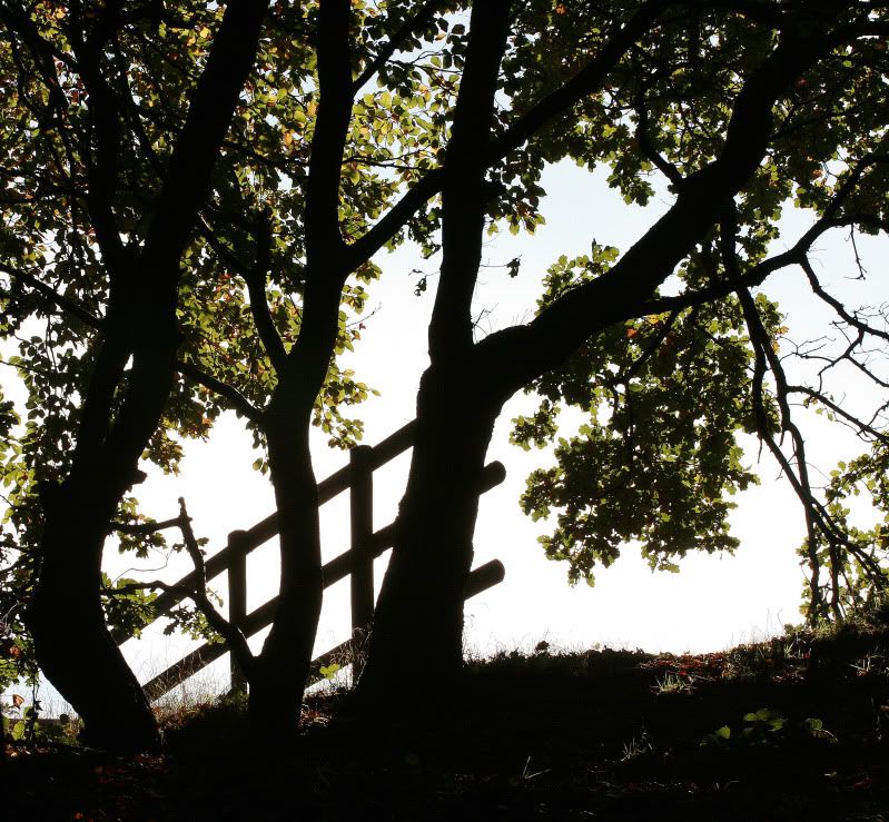 IMAGE: http://img.photobucket.com/albums/v652/anglachel3/IMG_4174ed1.jpg