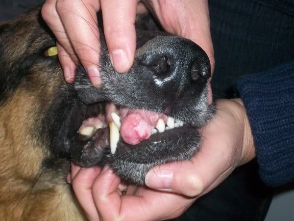 Bump On Gum Vet Said Dont Worry Thoughts German Shepherd Dog Forums