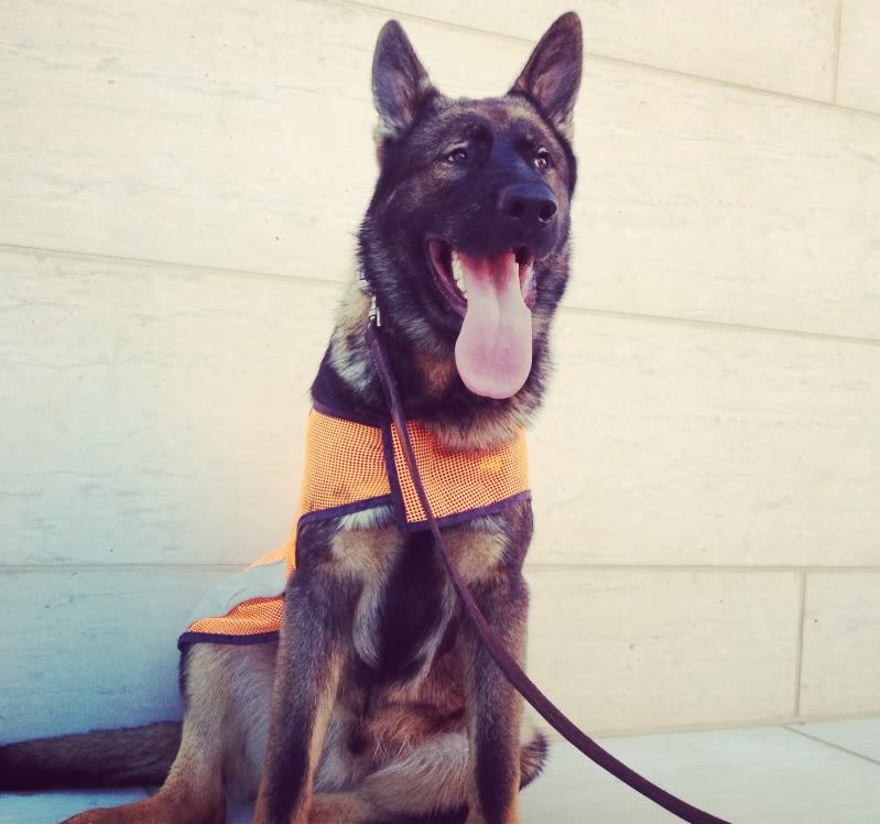 Training vest German Shepherd Dog Forums