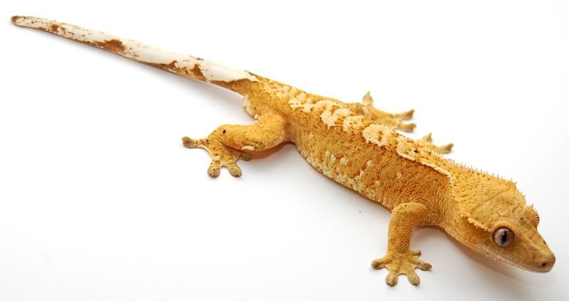 Male Gecko