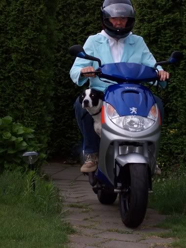 Bibliografie krullen tellen hond mee op scooter | HondenForum