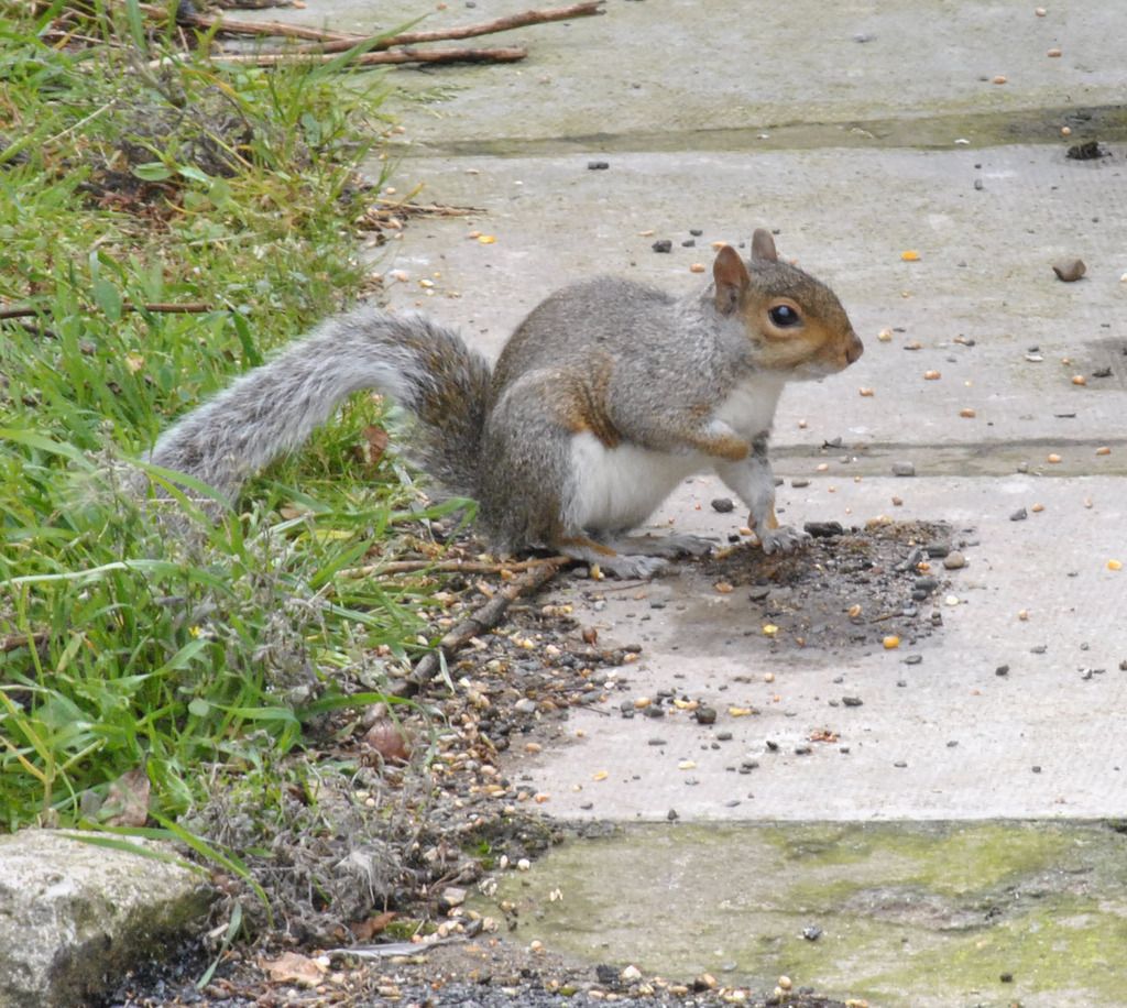 Garden Visitor 2 photo Garden visitor 2_zps5rt9kysg.jpg