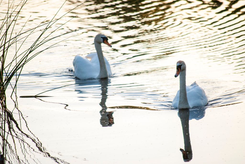  photo Swans at the Lakside_zpsxl24rcjn.jpg