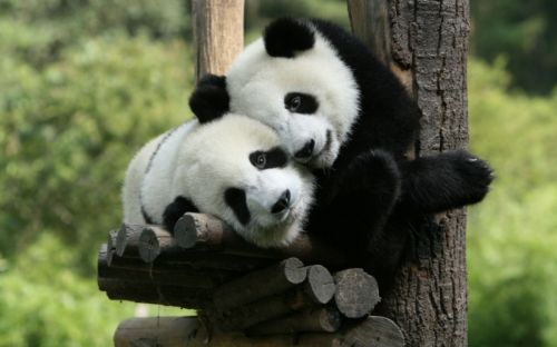 Panda-Cuddle_zpsa9020354.jpg