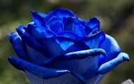 bluerose