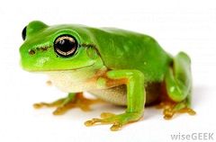 frog4