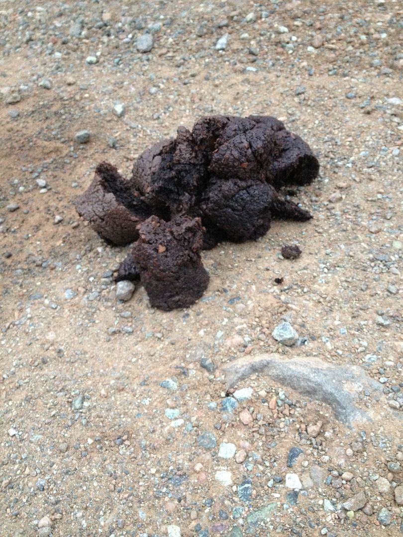 Does Bear Poop Look Like Dog Poop