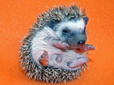 http://img.photobucket.com/albums/v654/Minglor/babyhedgehog.jpg