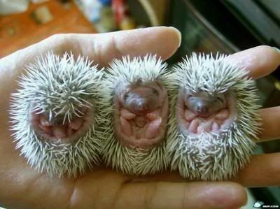 http://img.photobucket.com/albums/v654/Minglor/hedgehog_babie.jpg