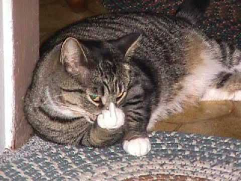 catfinger.jpg