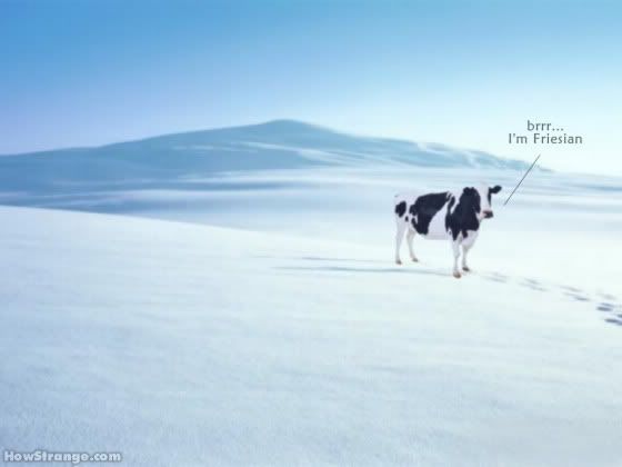 friesian.jpg