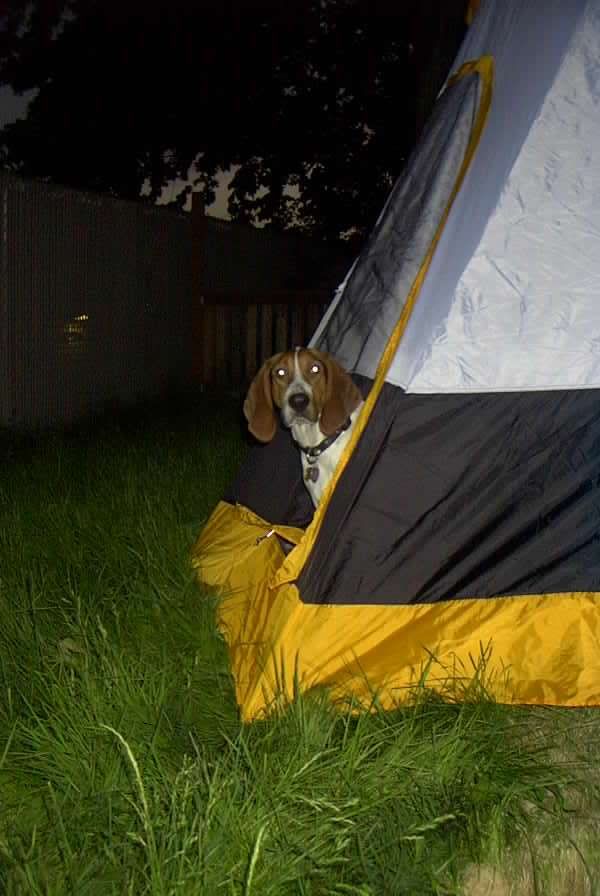 puppy in the tent