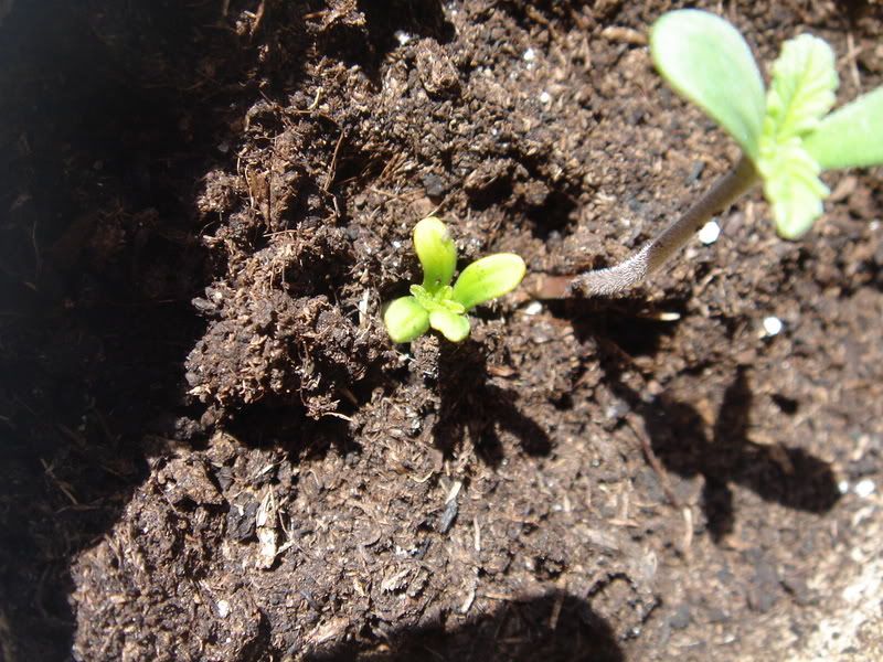Blueberrysprouts005.jpg