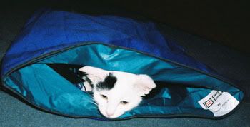 http://img.photobucket.com/albums/v654/neverdespairgirl/cat%20cubs/E-hiding-in-bag.jpg