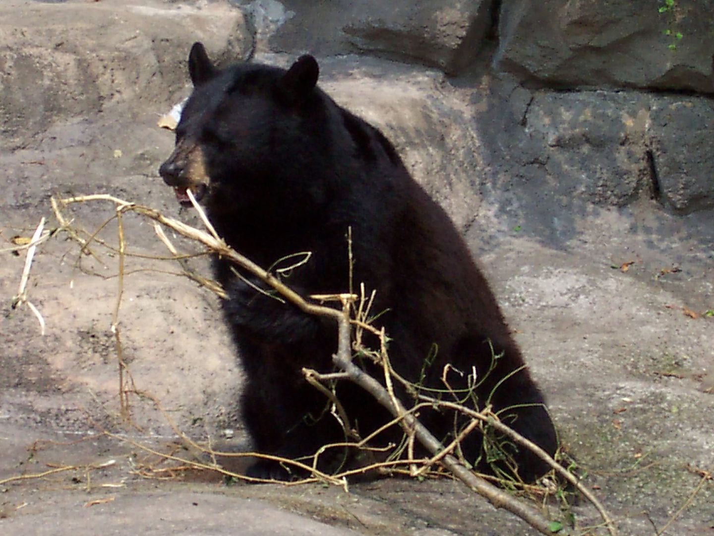 A black bear chewing on a branch Pictures, Images and Photos