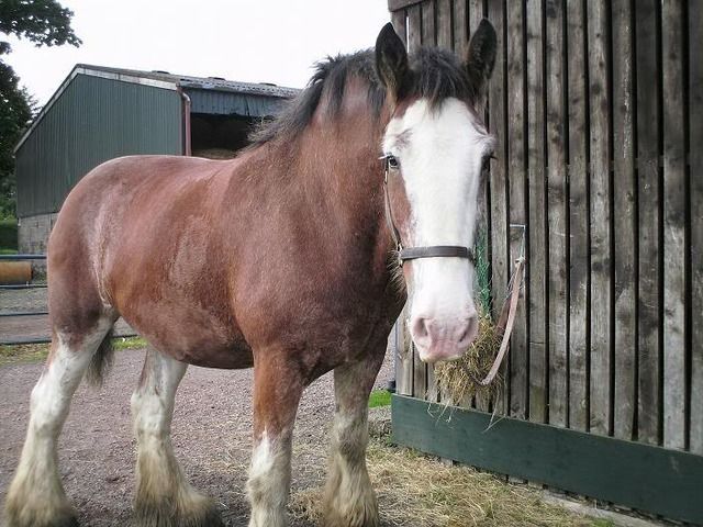 The Biggest Horse In The World