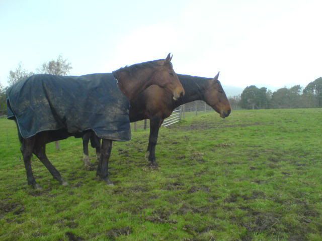 http://img.photobucket.com/albums/v655/DazDaMan/Horses/DSC00676.jpg