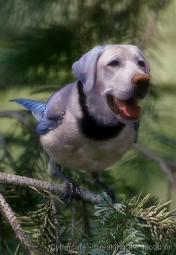 dog-bird2.jpg dog bird image by NDS4upload