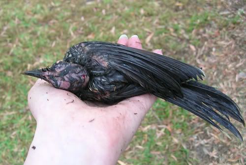 Baby Wattle Bird