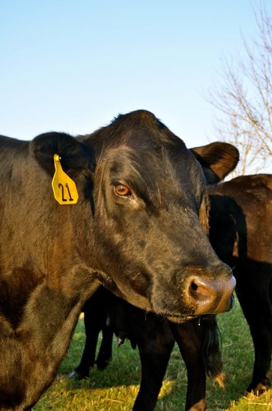 I'm a little picture happy. - Cattle