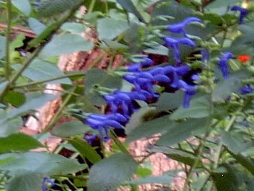 Blue Salvia