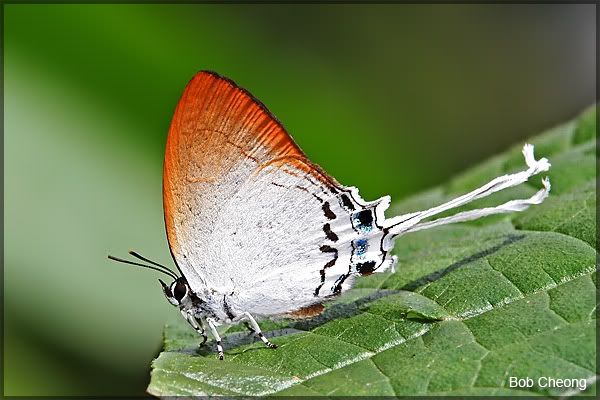 CommonImperial04.jpg