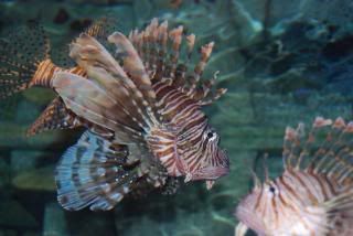 Lion Fish, Atlantis