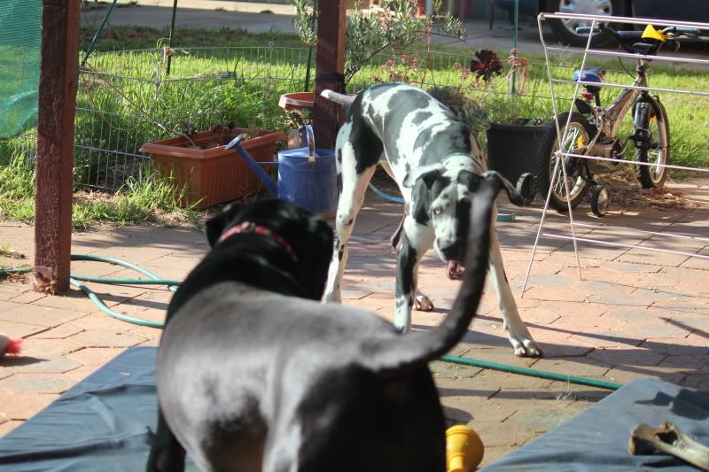 spideranddogsplaying011.jpg