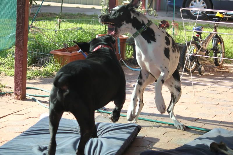 spideranddogsplaying045.jpg