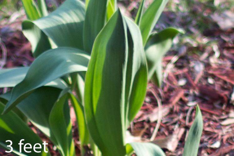 IMAGE: http://img.photobucket.com/albums/v660/Steve126a/Plant_zpsd38ea79c.jpg