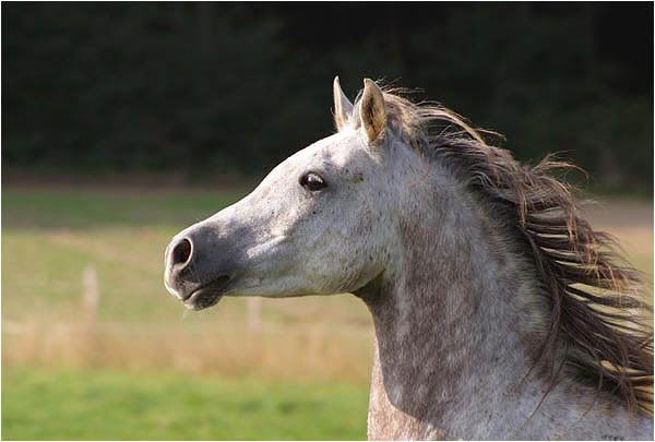 Nasti_kopf_portrait2.jpg