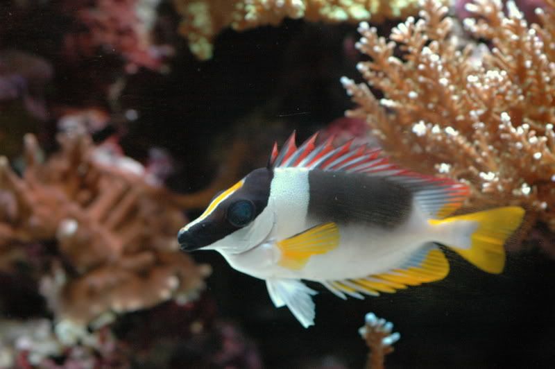 Magnificent foxface for sale The Reef Tank