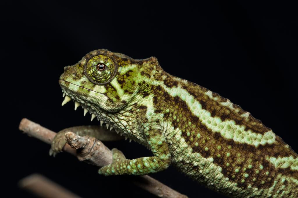 IMAGE: http://img.photobucket.com/albums/v661/dave_weldon/Chameleon%20Misc/SBCK%2020140322/DW011393_zps59e92b26.jpg
