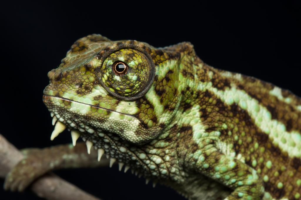 IMAGE: http://img.photobucket.com/albums/v661/dave_weldon/Chameleon%20Misc/SBCK%2020140322/DW011395_zpsf52c9def.jpg