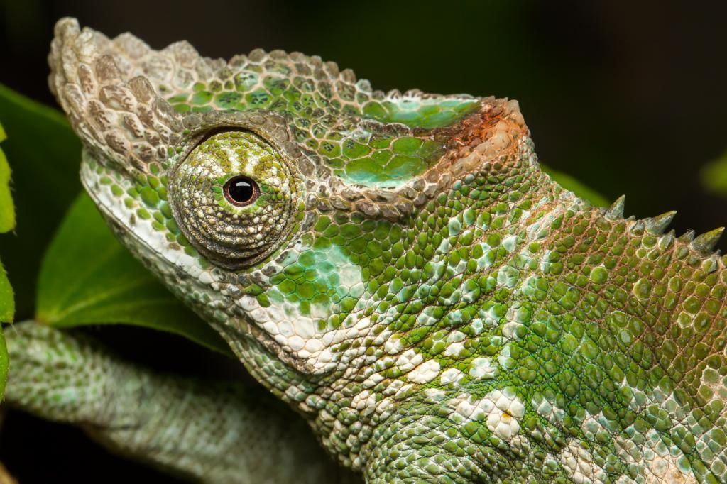 IMAGE: http://img.photobucket.com/albums/v661/dave_weldon/Chameleon%20Misc/SBCK%2020140322/DW011406_zps9f5953cb.jpg