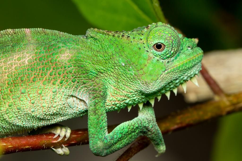 IMAGE: http://img.photobucket.com/albums/v661/dave_weldon/Chameleon%20Misc/SBCK%2020140322/DW011420_zps8016b420.jpg
