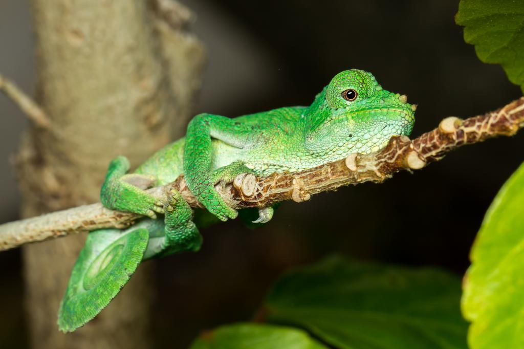 IMAGE: http://img.photobucket.com/albums/v661/dave_weldon/Chameleon%20Misc/SBCK%2020140322/DW011424_zps998f466a.jpg