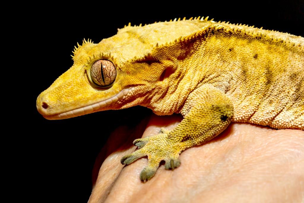 IMAGE: http://img.photobucket.com/albums/v661/dave_weldon/Chameleon%20Misc/SBCK%20Mtg%20012514/DW010018_zpsb147da8e.jpg