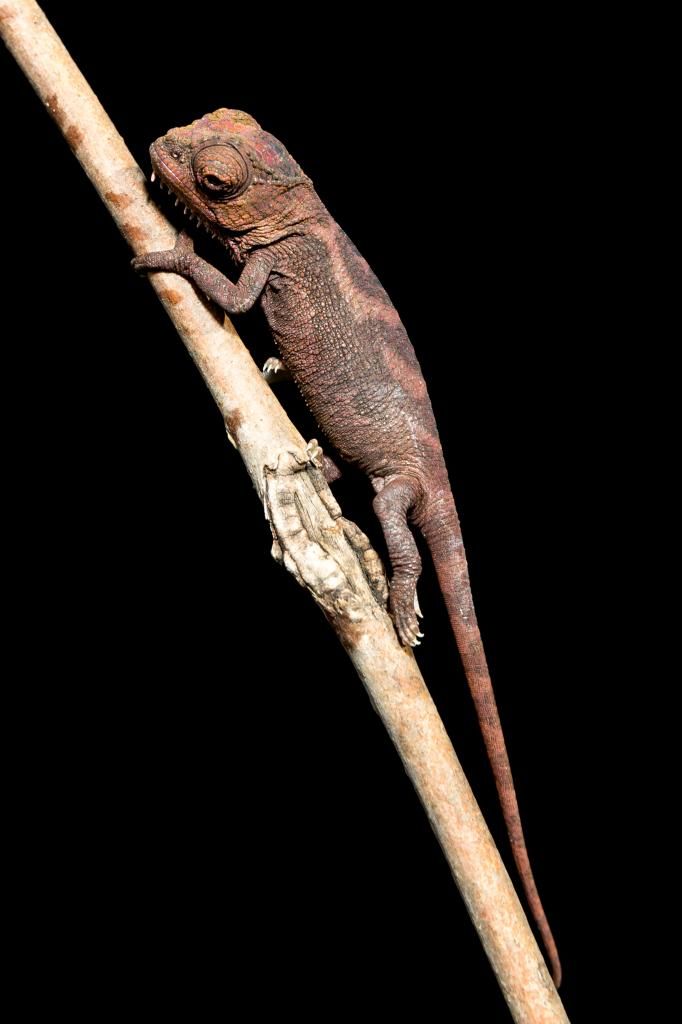 IMAGE: http://img.photobucket.com/albums/v661/dave_weldon/Chameleon%20Misc/SBCK%20Mtg%20012514/DW010100_zps33a6482c.jpg