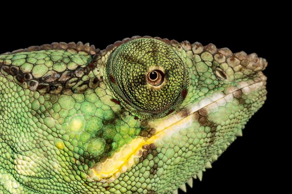 IMAGE: http://img.photobucket.com/albums/v661/dave_weldon/Chameleon%20Misc/SBCK%20Mtg%20012514/DW010131_zpseb9b24ac.jpg