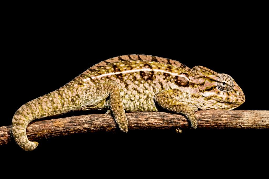 IMAGE: http://img.photobucket.com/albums/v661/dave_weldon/Chameleon%20Misc/SBCK%20Mtg%20012514/DW010183_zps9bf108bb.jpg