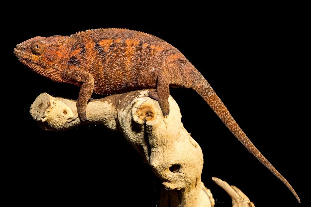 IMAGE: http://img.photobucket.com/albums/v661/dave_weldon/Chameleon%20Misc/SBCK%20Mtg%20012514/DW010194_zpsebb63b07.jpg