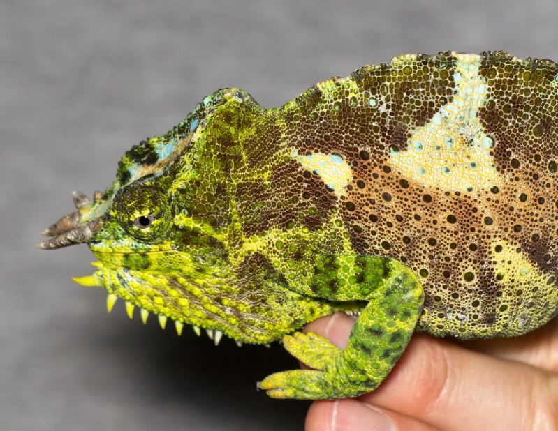 IMAGE: http://img.photobucket.com/albums/v661/dave_weldon/Chameleon%20Misc/SBCK%20Mtg%20033112/SBCK6.jpg