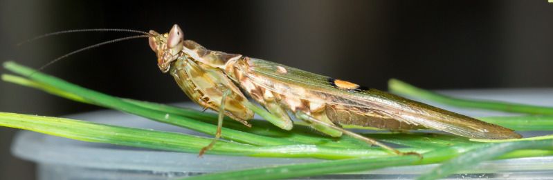 IMAGE: http://img.photobucket.com/albums/v661/dave_weldon/Chameleon%20Misc/SBCK%20Mtg%20092912/SBCK-0607.jpg