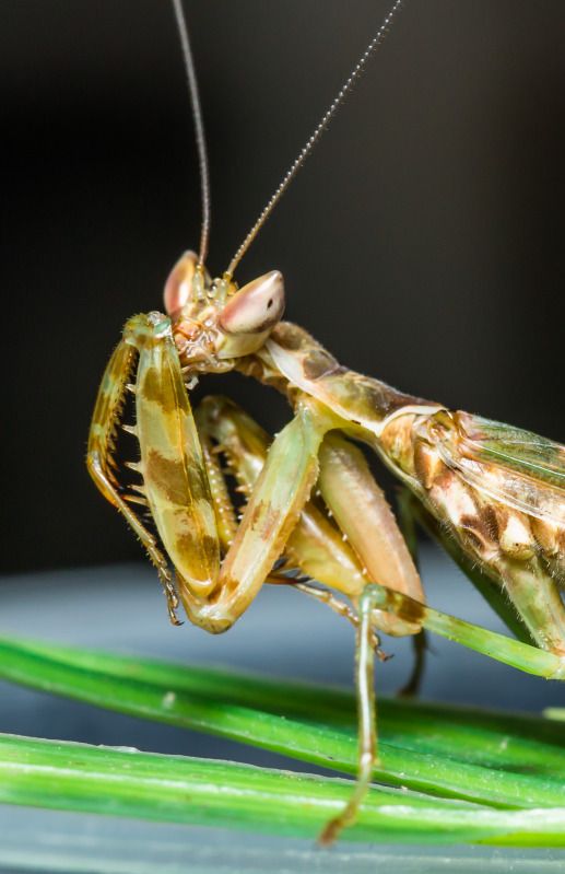 IMAGE: http://img.photobucket.com/albums/v661/dave_weldon/Chameleon%20Misc/SBCK%20Mtg%20092912/SBCK-0628.jpg