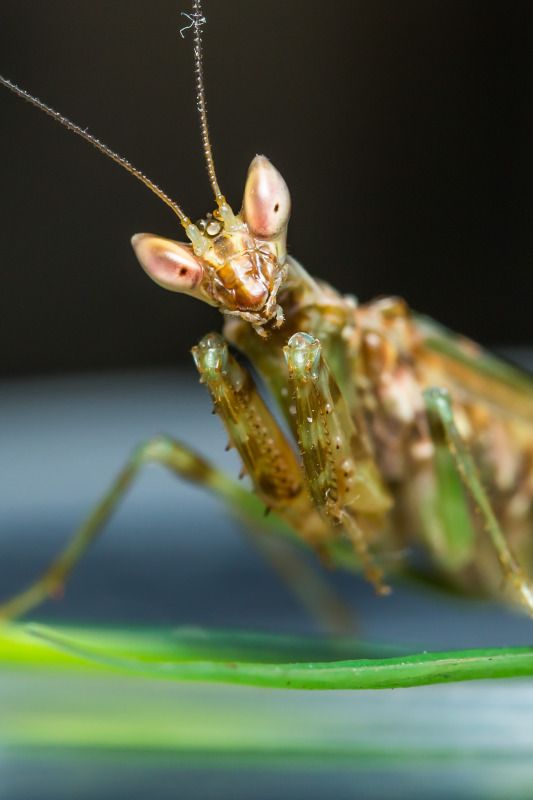 IMAGE: http://img.photobucket.com/albums/v661/dave_weldon/Chameleon%20Misc/SBCK%20Mtg%20092912/SBCK-0639.jpg