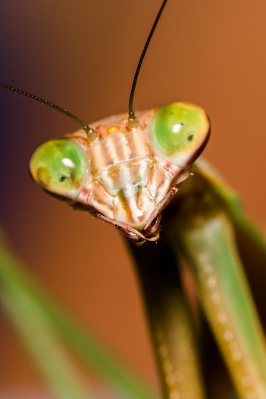 IMAGE: http://img.photobucket.com/albums/v661/dave_weldon/Chameleon%20Misc/SBCK%20Mtg%20092912/SBCK-0666.jpg